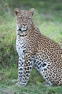 Mature Prints: Zambia, South Luangwa National Park. Leopard