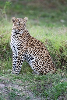 Leopard Prints: Zambia, South Luangwa National Park. Leopard