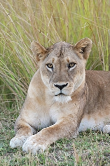 Lion Prints: Zambia, South Luangwa National Park. Lioness