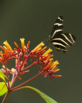 Bushes Prints: Zebra longwing on fire bush flowers, Hamelia patens, Central Florida