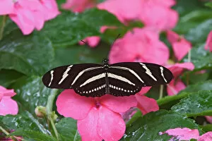 Images Dated 13th May 2004: Zebra Longwing, Heliconius charitonius