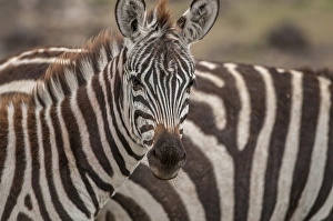 Foal Prints: Zebra looking at camera