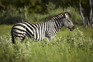 Prints of Zebra, Moremi Game Reserve, Botswana, Africa Africa Prints: Zebra, Moremi Game Reserve, Botswana, Africa