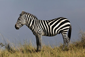 Images Dated 1st September 2011: Zebra in profile on ridge, Masai Mara, Kenya, Africa
