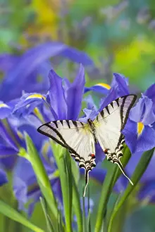 Zebra Swallowtail Butterfly, Eurytides agesilaus autosilaus