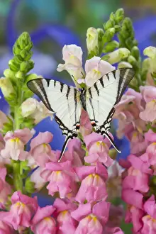 Zebra Swallowtail Butterfly, Eurytides agesilaus autosilaus