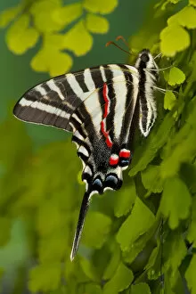 Images Dated 10th December 2005: Zebra Swallowtail Butterfly, Eurytides marcellus