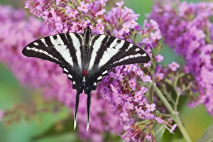 Images Dated 21st August 2009: Zebra Swallowtail Butterfly, Eurytides marcellus