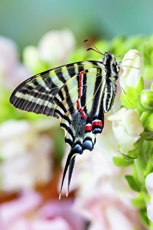 Images Dated 4th September 2024: Zebra swallowtail butterfly, native to eastern US