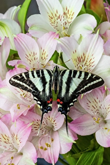 Images Dated 4th September 2024: Zebra swallowtail butterfly, native to eastern US, on pink Peruvian lily flowers