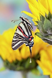 Images Dated 4th September 2024: Zebra swallowtail butterfly, native to eastern US, on sunflowers