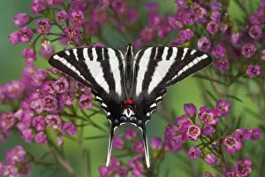 Images Dated 15th December 2005: Zebra Swallowtail North American Swallowtail Butterfly, Eurytides marcellus