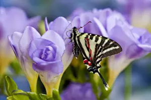 Winged Prints: Zebra Swallowtail North American Swallowtail Butterfly