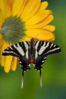 Images Dated 10th December 2005: Zebra Swallowtail North American Swallowtail Butterfly, Eurytides marcellus
