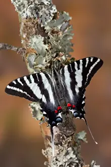 Images Dated 13th December 2005: Zebra Swallowtail North American Swallowtail Butterfly, Eurytides marcellus