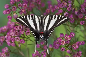 Zebra Swallowtail North American Swallowtail Butterfly, Eurytides marcellus