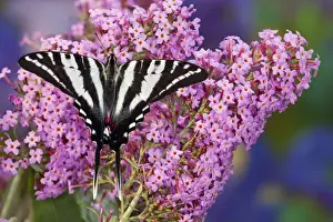 Images Dated 22nd August 2009: Zebra Swallowtail North American Swallowtail Butterfly, Eurytides marcellus