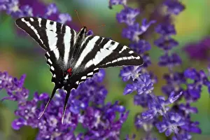 Zebra Swallowtail North American Swallowtail Butterfly, Eurytides marcellus