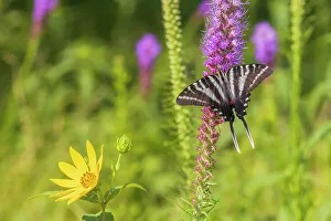 Alighting Prints: Zebra Swallowtail on Prairie blazing star