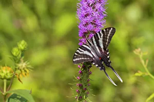Alighting Prints: Zebra Swallowtail on Prairie blazing star