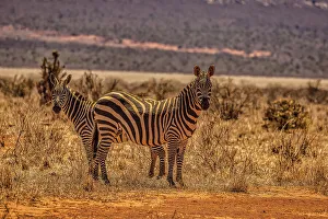 Animal Preserve Prints: Zebras on alert, Tsavo West National Park, Africa