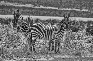 Animal Preserve Prints: Zebras on alert, Tsavo West National Park, Africa