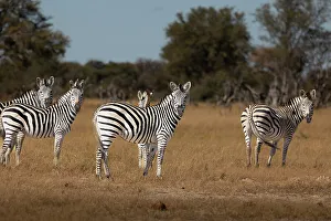 Images Dated 18th August 2022: Zebras. Camelthorn Lodge. Hwange National Park. Zimbabwe