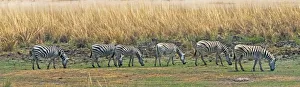 Images Dated 10th September 2018: Zebras, Chobe National Park, North-West District, Botswana