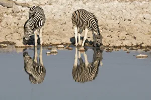 Waterhole Prints: Zebras drink at Okaukuejo waterhole in early morning, with the still waters reflecting