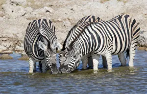 Images Dated 4th July 2017: Zebras lined up drinking at waterhole, Etosha National Park