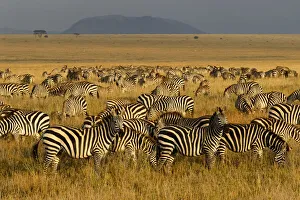 Zebras, Serengeti National Park, Tanzania