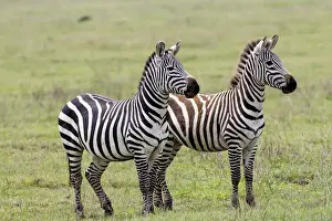 Mammals Prints: Two zebras stand side by side, alert, one fully adult and the the second nearly adult