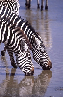 Watering Hole Prints: Zebras at the Water Hole, Equus quagga, Tanzania Africa 2005