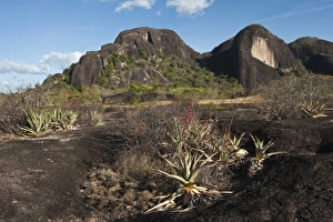Venezuela Prints: Zerophytic Vegetation, Orinoco River Basin