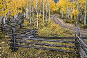 Aspen Prints: Zig zag rail fence and rural forest service road and golden aspen trees in fall