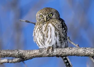 Zimbabwe. Close-up of pearl spotted owl on branch