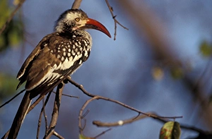 Redbilled Hornbill Prints: Zimbabwe, Hwange National Park. Red-billed hornbill