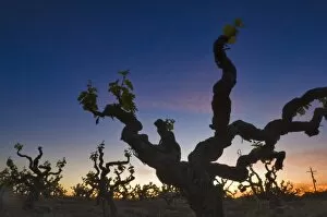 Zinfadel vines silhouetted against sunrise sky in Deaver Winery vineyards Gold country