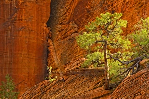 Zion Prints: Zion National park, Utah