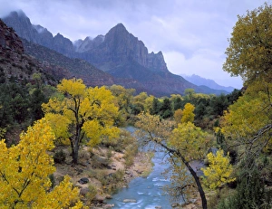 Lookout Prints: Zion National Park, Utah. USA. Autumn rain falls on The Watchman & the Virgin River
