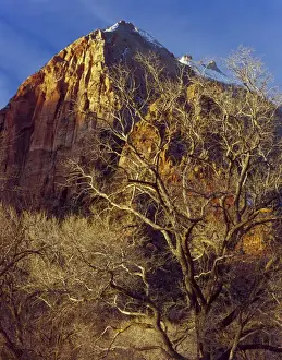 Images Dated 20th March 2012: ZION NATIONAL PARK, UTAH. USA. Cottonwood trees in winter below Meridian Tower in