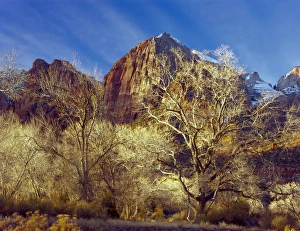 Biology Prints: Zion National Park, Utah. USA. Cottonwood trees in winter below Meridian Tower in