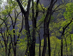 Colorado Plateau Prints: Zion National Park, Utah. USA. Cottonwoods in early spring. Zion Canyon