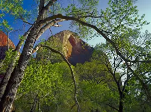 Colorado Plateau Prints: Zion National Park, Utah. USA. Cottonwoods & Red Arch Mountain in early spring. Zion