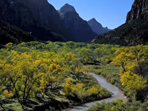 Brook Prints: Zion National Park, Utah. USA. Cottonwoods and Virgin River in autumn. Zion Canyon