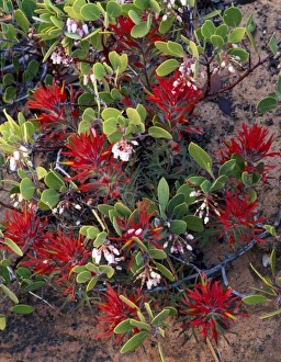 Images Dated 30th July 2007: ZION NATIONAL PARK, UTAH. USA. Detail, Paintbrush (Castilleja scabrida) & manzanita