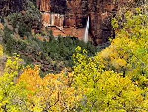 Cascades Prints: Zion National Park, Utah. USA. Ephemeral waterfall pours out of slot in cliff during