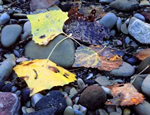 Zion National Park, Utah. USA. Fremont cottonwood leaves (Populus fremonti) on flood