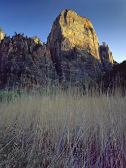 Powerful Prints: Zion National Park, Utah. USA. Great White Throne above grasses