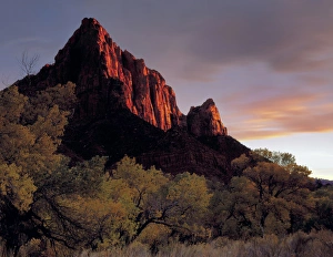 Zion National Park, Utah. USA. Light of sunset on The Watchman above Fremont cottonwood trees